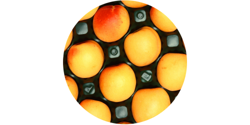 Apricot (FA)